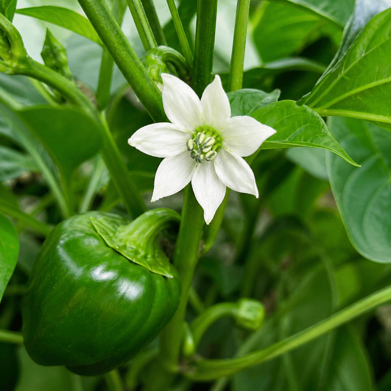 Flor de pimiento