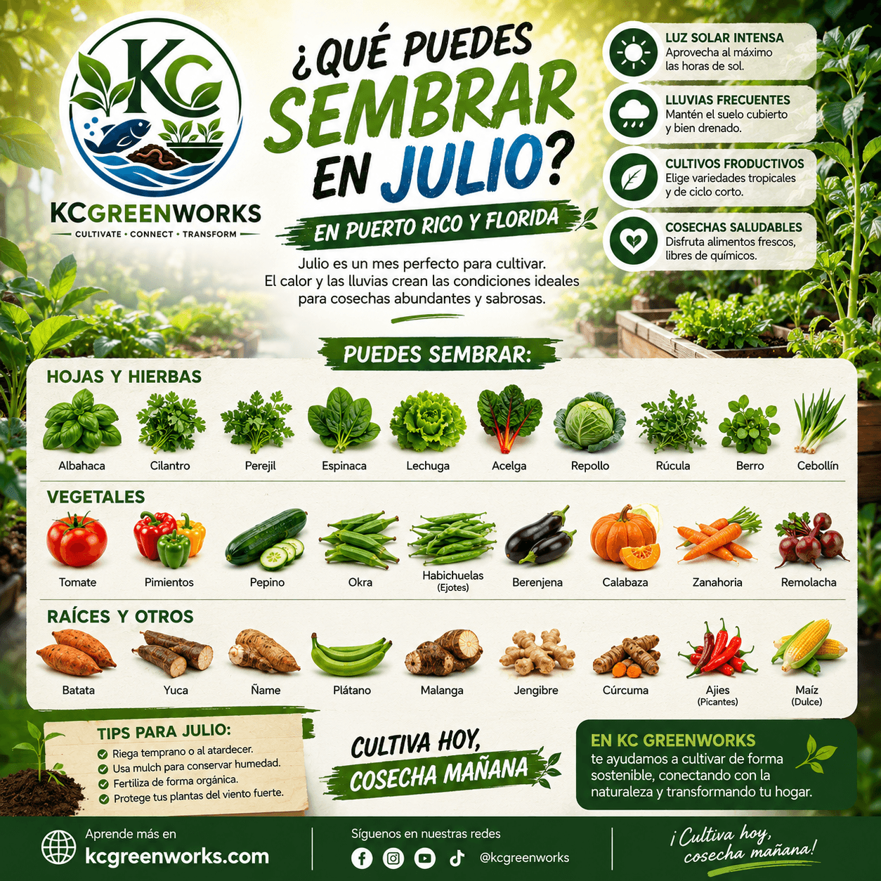Infografía sobre qué sembrar en Julio